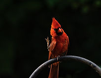 Image by Bruce Jastrow