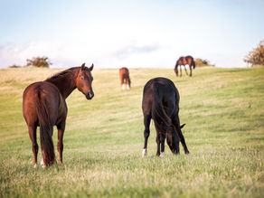 Open the Gates to Good Horse Welfare