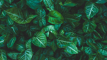 Image de Amith Nair
