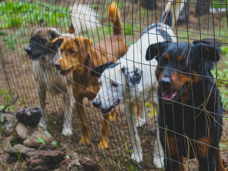6 Ways to Prepare Your Dog for a Stay at a Pet Boarding