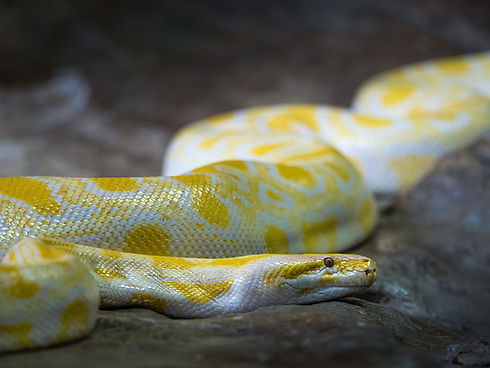 Yellow and white snake