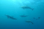 Le Chant des Sirènes