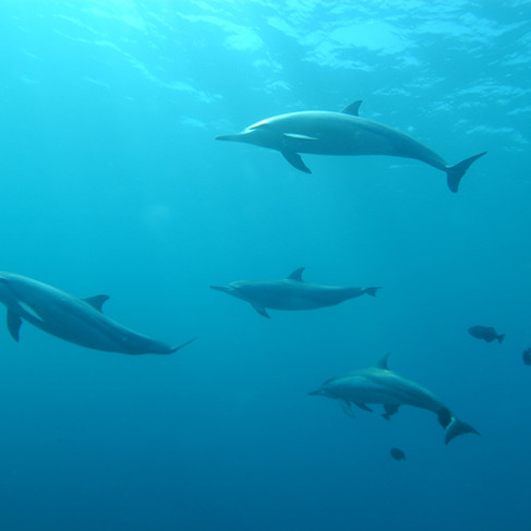 nager avec les dauphins zanzibar