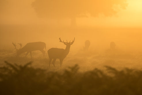 Image by Paul Earle