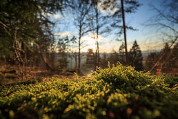 Image by Tim Schramm