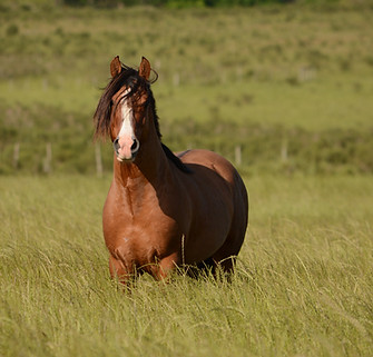 Image by Soledad Lorieto