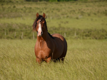 Horse in a field