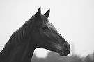 Black and white image of a horse's head against overcast sky.