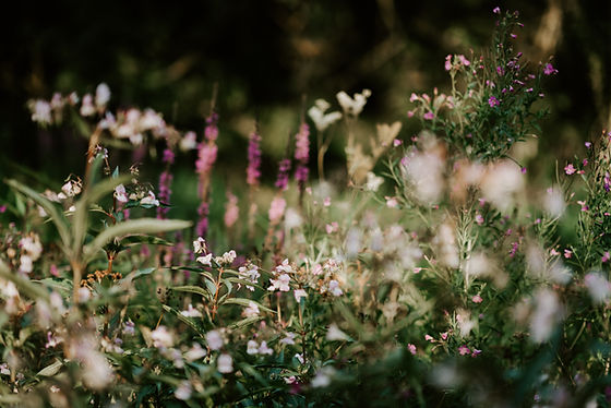 Image by Annie Spratt