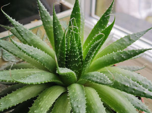 Aloe Vera is Magick!