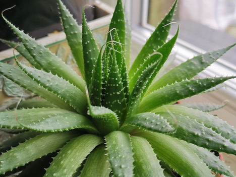 Plant Wisdom and Molecular Dermatology