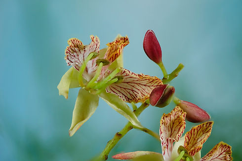 Image by Bankim Desai