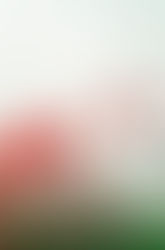 Two Poppy Projects, One Community