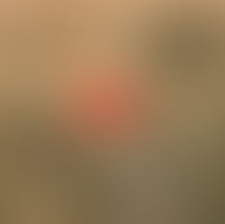 A solitary red poppy stands amid soft, golden grass in a sunlit field, creating a peaceful, dreamy atmosphere. No visible text.