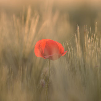 A solitary red poppy stands amid soft, golden grass in a sunlit field, creating a peaceful, dreamy atmosphere. No visible text.