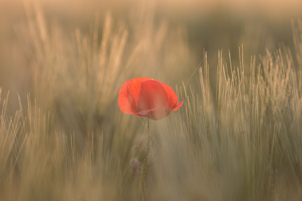 Image by Quaritsch Photography