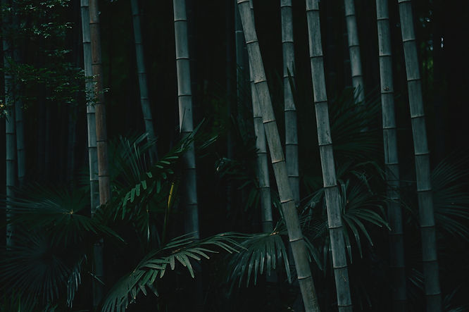 Image by Jennifer Chen