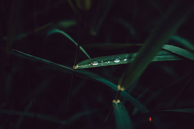 Image by Adrian Infernus