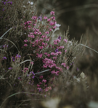 Image by Annie Spratt