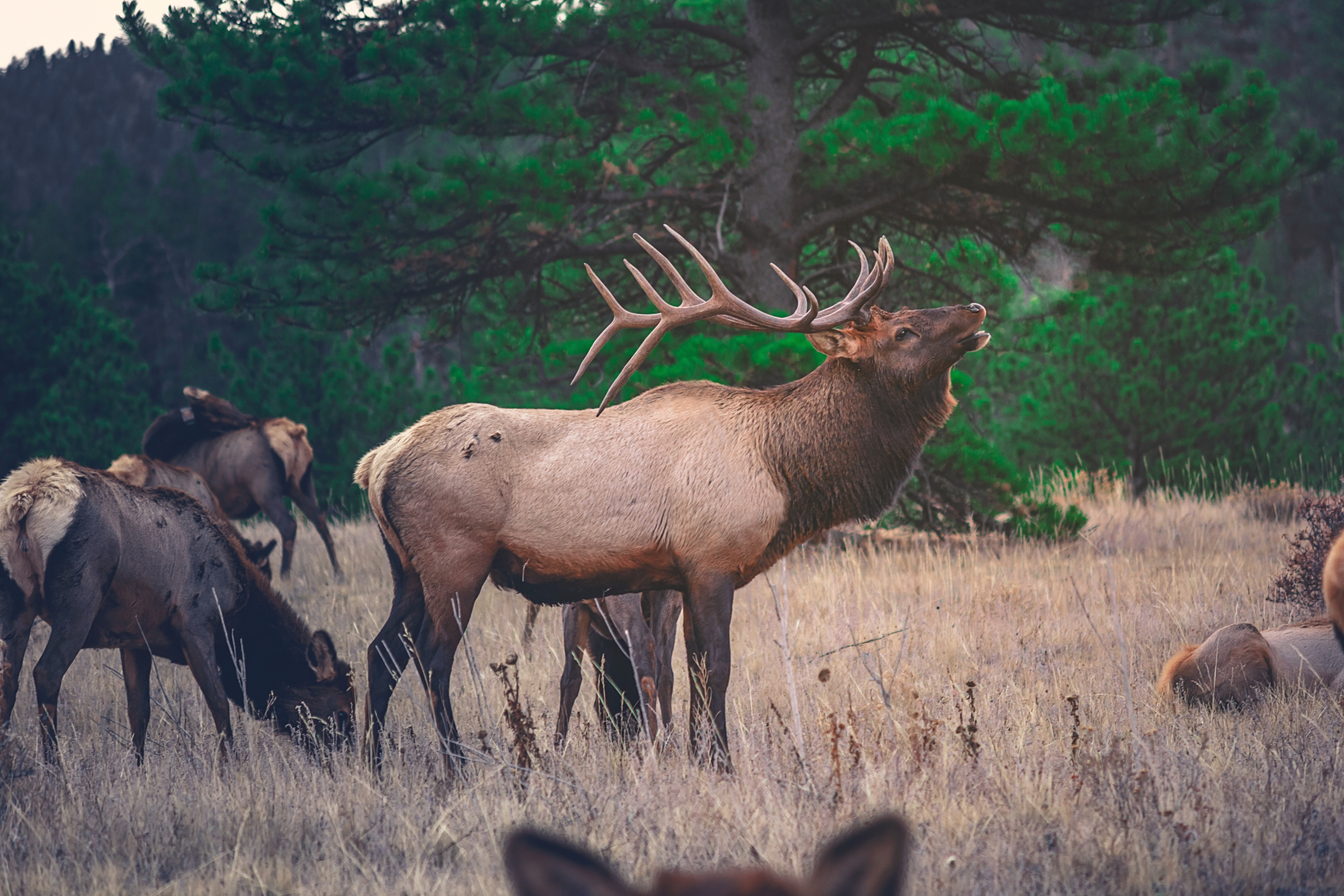Cowichan Valley elk conservancy