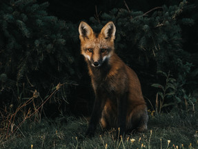 Tod-stripe