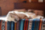 sleeping dog