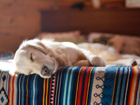 Coping with the loss of a pet: A compassionate guide to grieving and healing