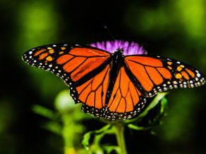 Grow Like A Caterpillar