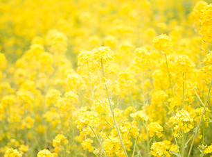 Image by TOMOKO UJI