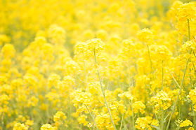 Image by TOMOKO UJI