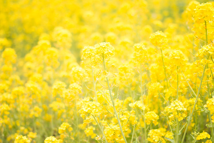 Image by TOMOKO UJI
