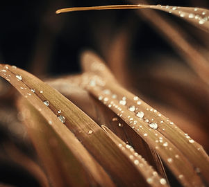 Image by Nadiia Ploshchenko