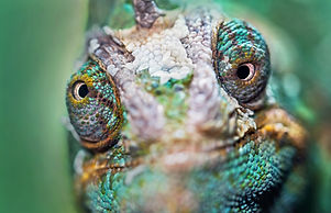 Image by David Clode