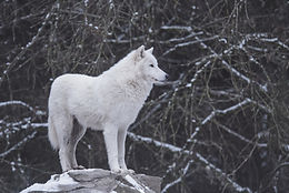 JANUARY FULL MOON. WOLF MOON