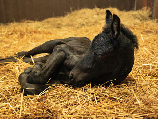 Verblüffende Studie: Pferdeäpfel enthüllen Rennchampions der Zukunft