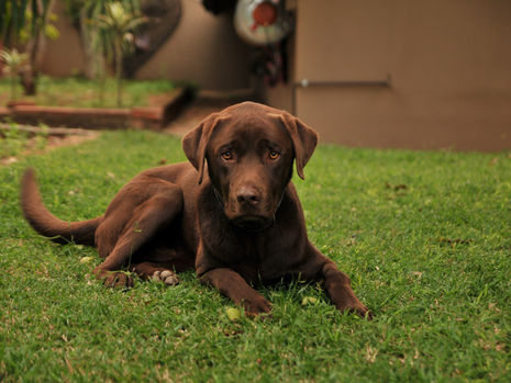 Focus on our Four-Legged Friends