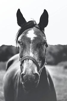 Image by Josephine Amalie Paysen