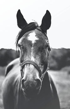 Image by Josephine Amalie Paysen