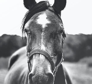Image by Josephine Amalie Paysen