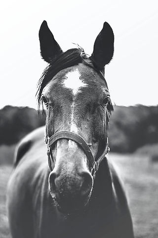 Image by Josephine Amalie Paysen