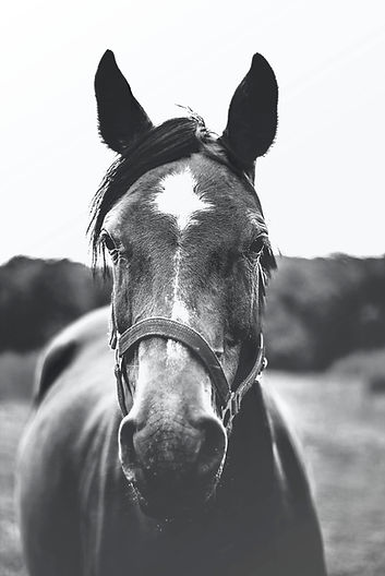 Image by Josephine Amalie Paysen