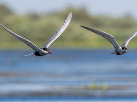 Tuross Head Shorebirds
