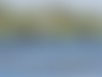 Tuross Head Shorebirds