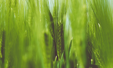 Image by Guillaume de Germain