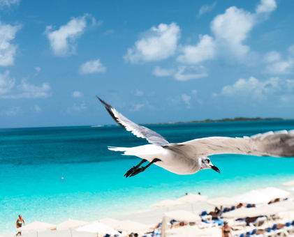 Bird flying in Nassau, Bahamas