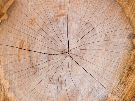 The Functional Framework: Bone Health and Human Movement