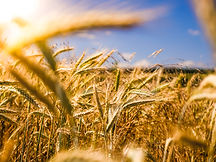 AGRICOLTURA ED ENERGIA ELETTRICA? Agrifotovoltaico con il 65% a fondo perduto della spesa massima ammessa.