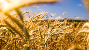 Jordan Lee: Cut red tape to back British farmers efforts to go green