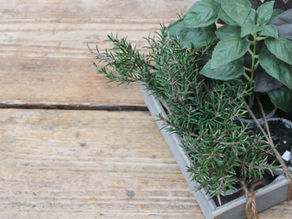 Tips for Growing Herbs in Pots