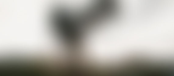 câmera para fotografar pets